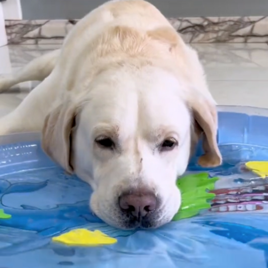 Interactieve verkoelende watermat voor honden My Store
